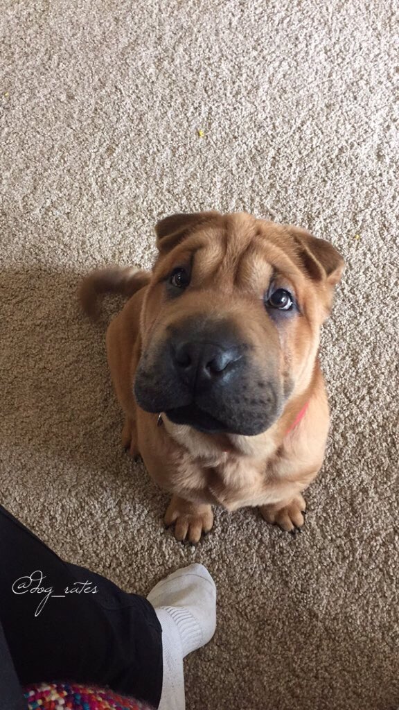 dog_rates's tweet photo. This is Blue. He was having an average day until his owner told him about Bront. 12/10 h*ckin hysterical af https://t.co/saRYTcxQeH