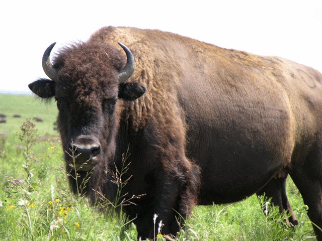 Kravitz76's tweet photo. #RunBuffaloedIn #TGTNH https://t.co/c1HRxsLSzg