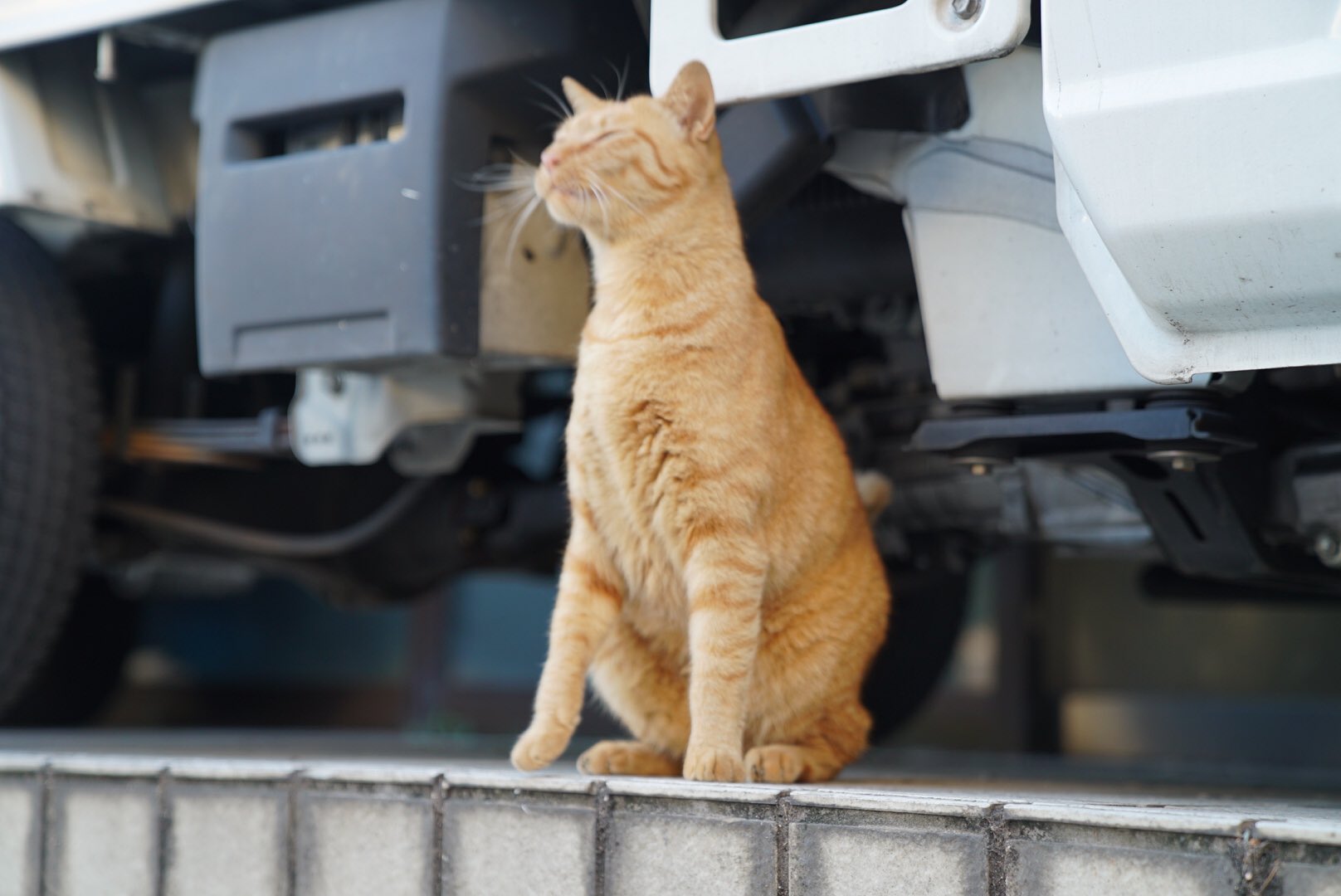 تويتر ねこかます على تويتر 英語圏の方から猫についてのdmを頂く事があるのですが 茶トラ1号のファンという方が 自分でhiroshiと名付けて呼んでるとの事で ひろし その人曰く 響きがいいから との事で ひろし T Co Gkojnfx1lr