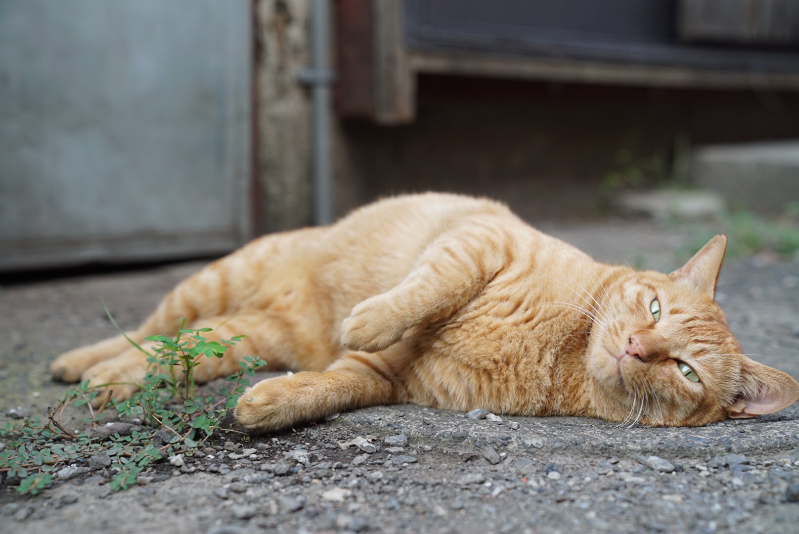 تويتر ねこかます على تويتر 英語圏の方から猫についてのdmを頂く事があるのですが 茶トラ1号のファンという方が 自分でhiroshiと名付けて呼んでるとの事で ひろし その人曰く 響きがいいから との事で ひろし T Co Gkojnfx1lr