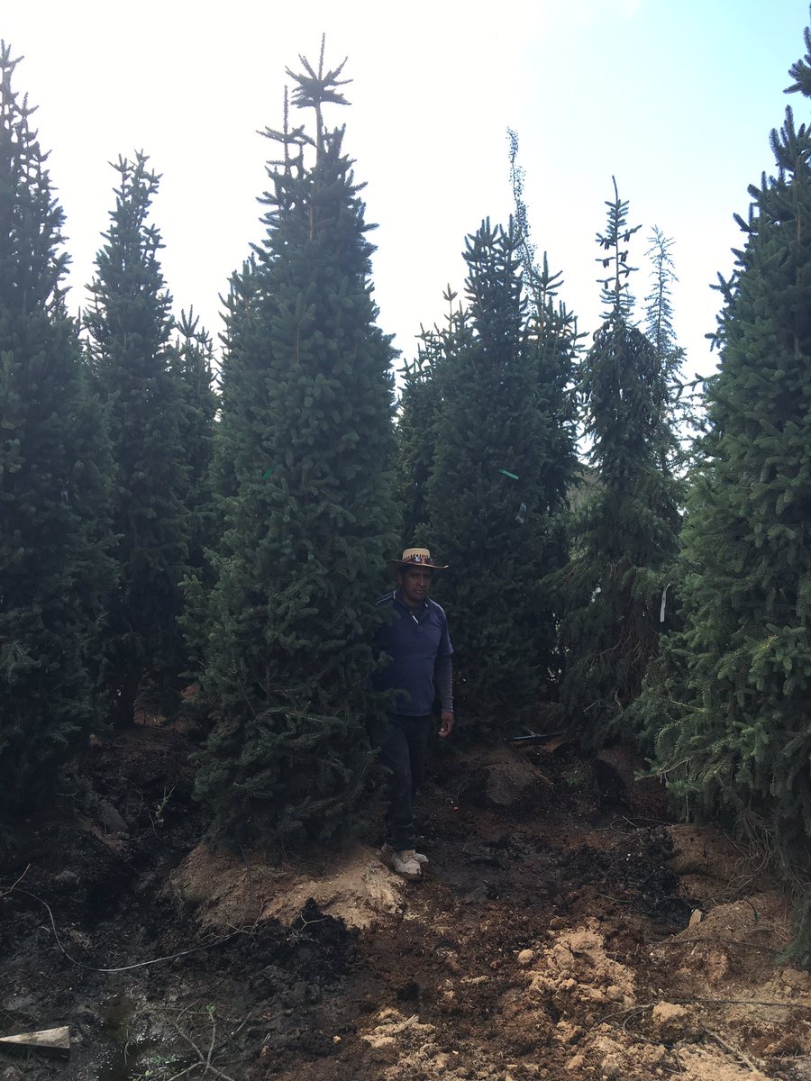 Shadelandscape's tweet photo. Beefy cupressina. These are a great boarder tree to block out the nosey neighbors. #columnar #hedge #spruce https://t.co/AB6Ch0r41P