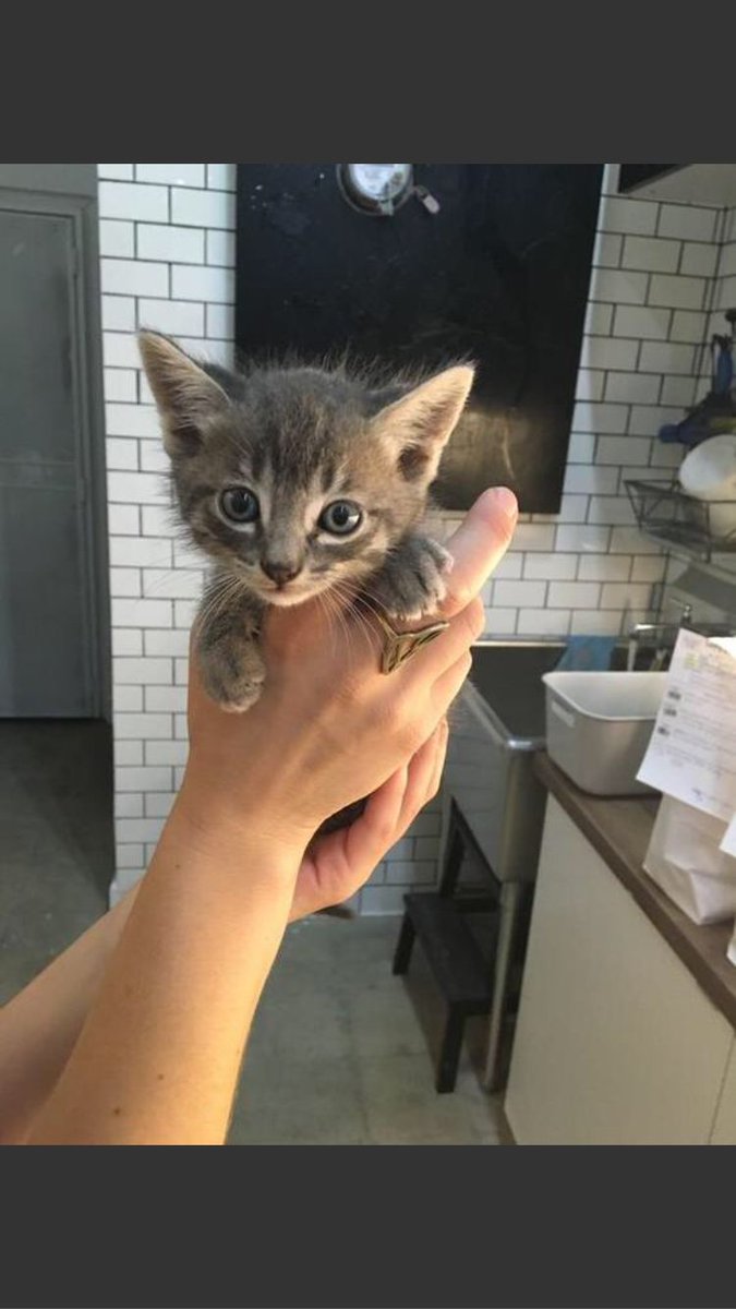 JessicaAnneinLA's tweet photo. @JordanPeele @KeeganMKey I found #keanu last night in #losfeliz He needs a home. Do @chelseaperetti &amp; you want him? https://t.co/xAliZ8fIph