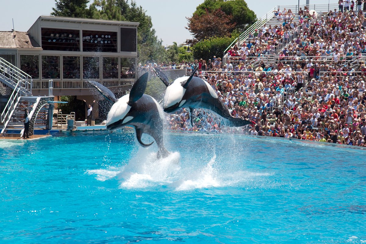 VICTORY: California outlaws #orca captivity for entertainment purposes!  savedolphins.eii.org/news/entry/vic… #SeaWorld