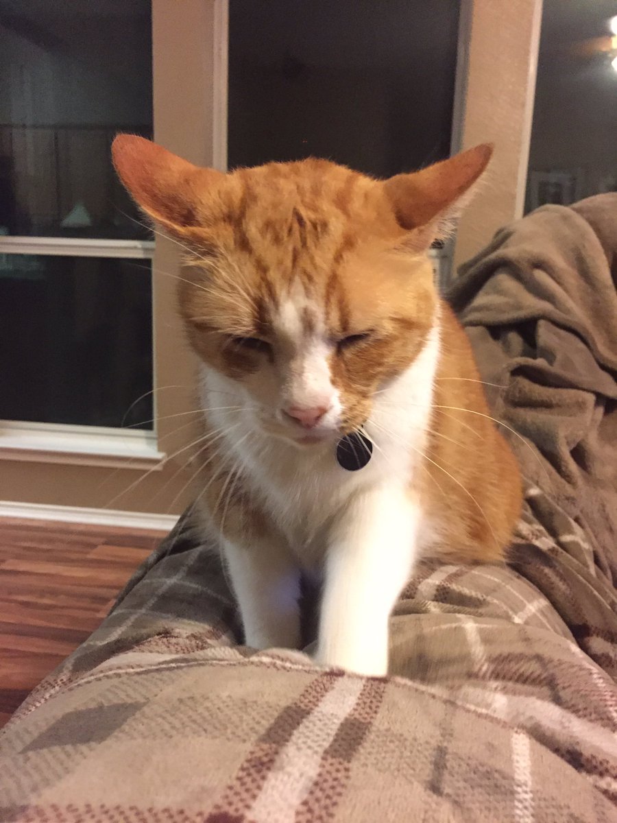 Leofatrio's tweet photo. Really mommy....I is trying to get comfy. https://t.co/Dw2CxPS8jc