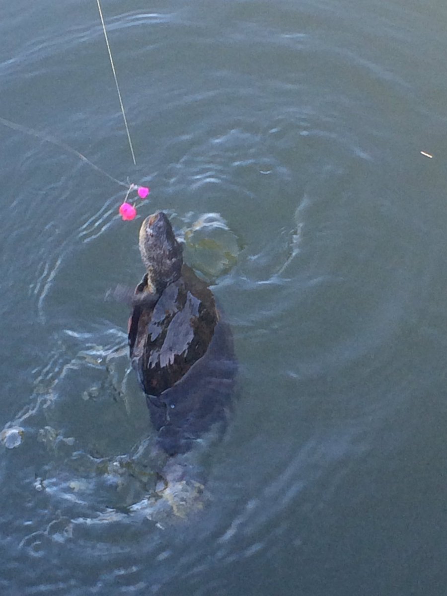 GLITCHING_FISH's tweet photo. Me and @Dirtywhitecrack both hooked up with a snapping turtle a few days ago. https://t.co/6ogTNlnXqb