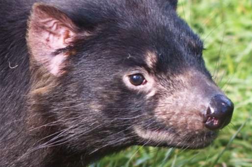 Have you seen our easy way to #offset your #emissions and help protect Tasmanian #forests? offsetmyemissions.com