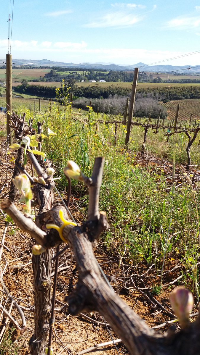Banele_Vakele's tweet photo. Spring means this, shiraz block coming on well @VinPro_za @ErnieElsWinery https://t.co/L20jtAcnGJ