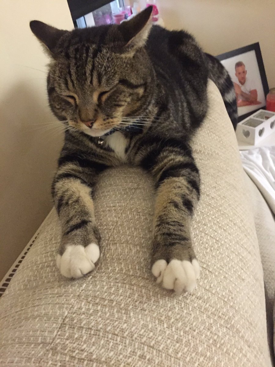 123sjones's tweet photo. @alexs_journey good morning Alex and co! Here's Gary being supercat 😹 he's tired so having a rest #teamalex xxx https://t.co/2S9svLdjph