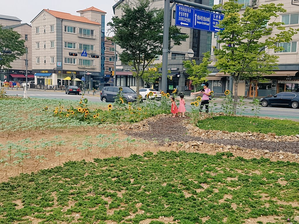 해바라기야   빨리커라  ~~~