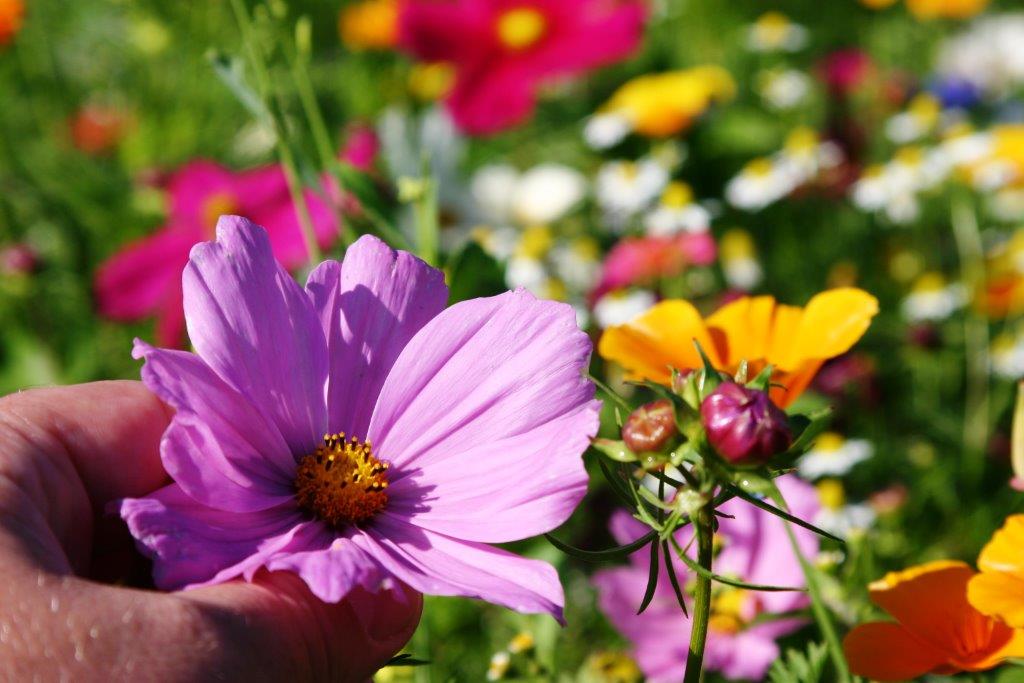 GazonDemodag's tweet photo. Prachtige Colour Splash-bloemenexplosies te bewonderen op Nationale Gazon Demodag 21/9! https://t.co/XrJoTampVv https://t.co/utDb6Xrbba