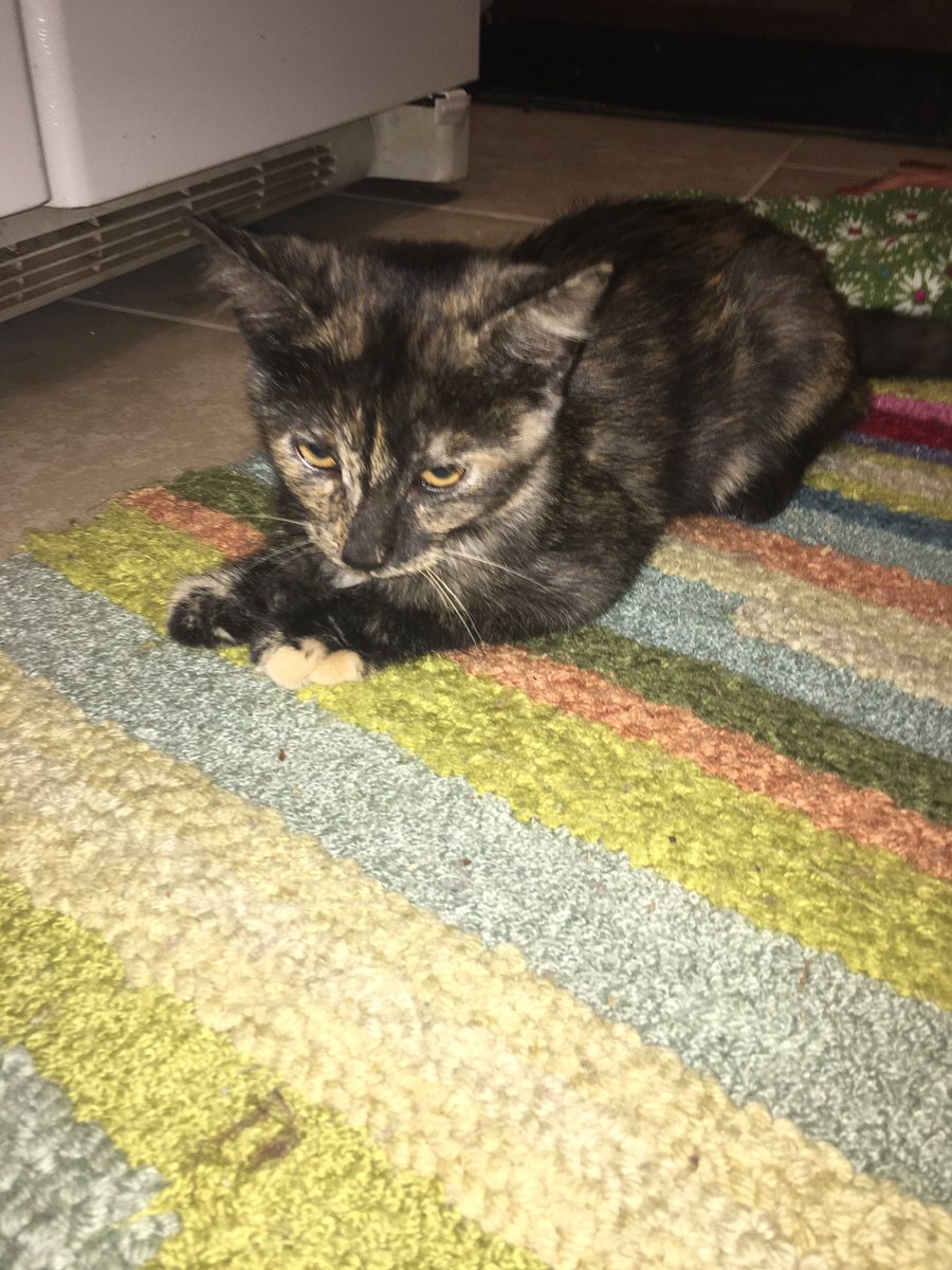 RinehartSophie's tweet photo. WE FOUND A STRAY KITTEN. WE NAMED HER BEE.😭❤️ https://t.co/0DAR1MLHmM