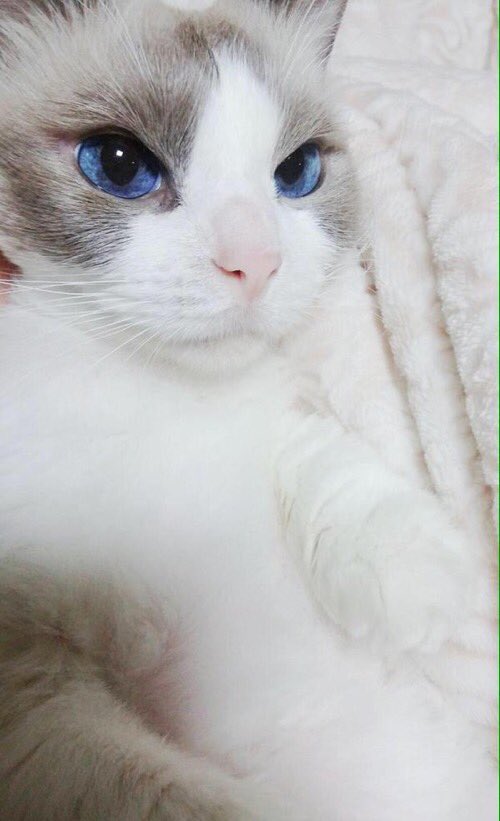 Ibitchanel's tweet photo. 🌸Repassem até atingirmos a paz mundial🌸 https://t.co/3ekdKfB3Uv