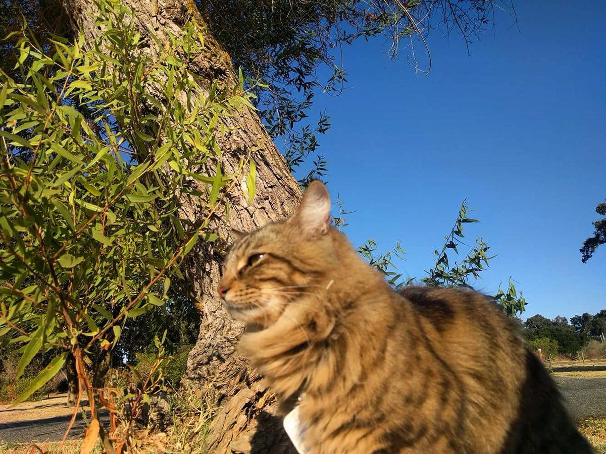 mavericktux's tweet photo. "I climbed that tree" 🐆🌳 #vanbandit #adventurecat #travelcat #catjourneys #treeclimbingcat https://t.co/uxslqiTaRS