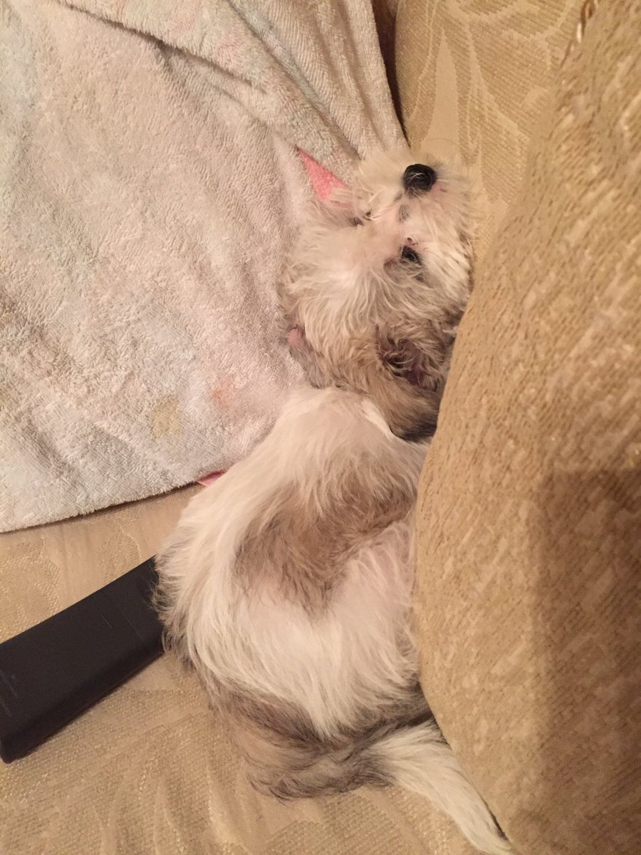 chisizzle's tweet photo. Why does my dog sleep in the weirdest positions https://t.co/VBdHQ6CtVP