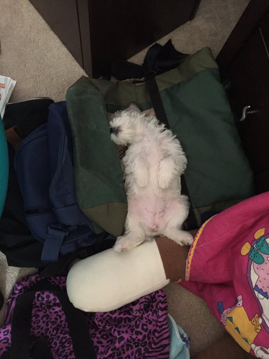 chisizzle's tweet photo. Why does my dog sleep in the weirdest positions https://t.co/VBdHQ6CtVP