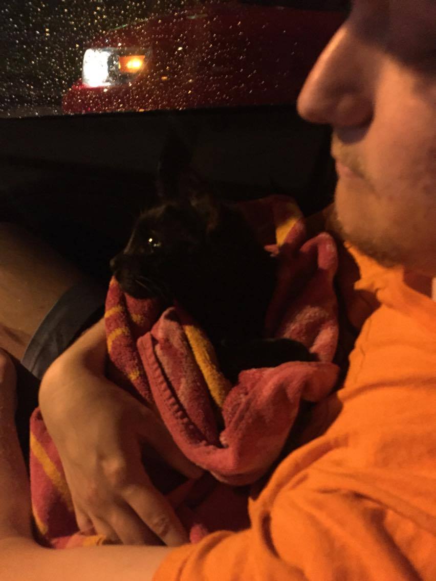 TheDrEric's tweet photo. Help save my girlfriend's cat who has cancer! Please donate and retweet if possible! https://t.co/61QyaIi8VX https://t.co/Azp4yDFOKn
