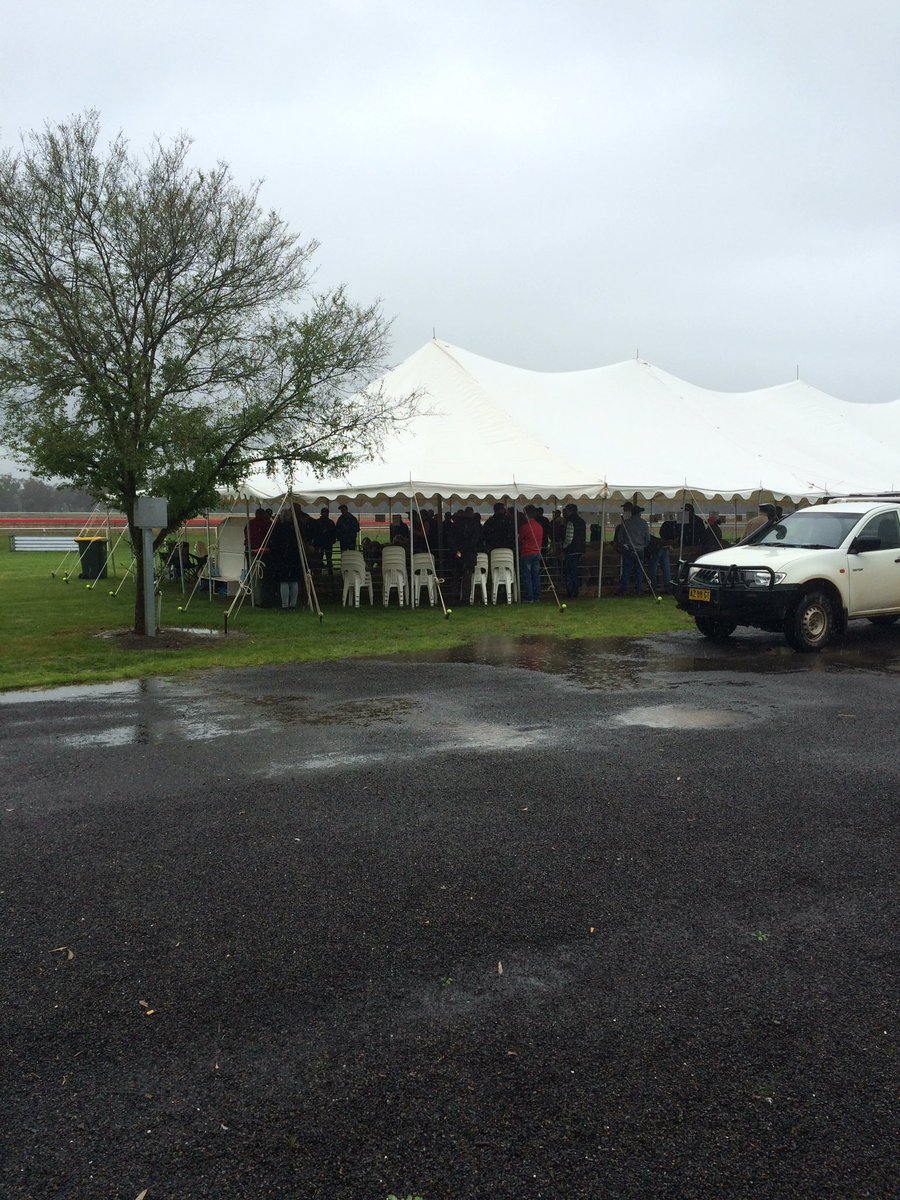 SettreeJohn's tweet photo. Lachlan Merinos sale in the rain. Top $18,000. Average $3092. @struanp @JLOldfield @bull_wool77 #landmarkstudstock https://t.co/gHuv6nwNZW
