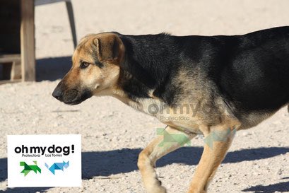 ritavon2's tweet photo. @ProtecTorres VERA 3 años es jóven, con energía, que lleva ya unos meses en la perrera.
Es alegre,cariñosa..#Adopta https://t.co/oMd6Vbf3Zb