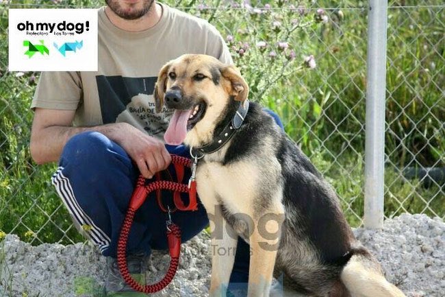 ritavon2's tweet photo. @ProtecTorres VERA 3 años es jóven, con energía, que lleva ya unos meses en la perrera.
Es alegre,cariñosa..#Adopta https://t.co/oMd6Vbf3Zb