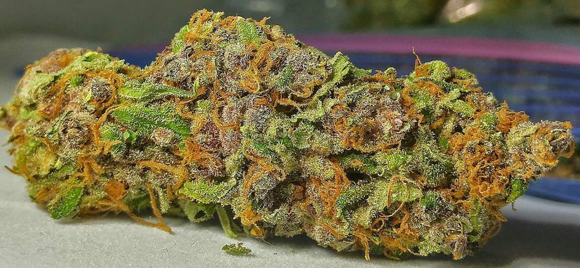 Blueberry Sweet Skunk #canadianstoners