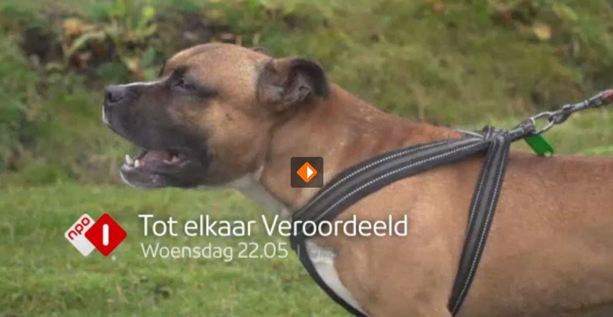 Dierbescherming's tweet photo. Kijktip: Tot elkaar Veroordeeld, vnvd 21.30u NPO 1 https://t.co/AH2SfsEdOF #dutchcelldogs #asielhonden https://t.co/IICPVmTxEy