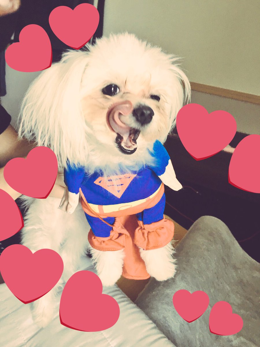 momoco38's tweet photo. このおもちさんが好きすぎて、好きすぎて、、！！！！！友達とワンコハロウィンパーティー用の衣装届いたの！！！後ろ胴体をうまく隠せるかがポイント。 https://t.co/YksF3ZWcaT