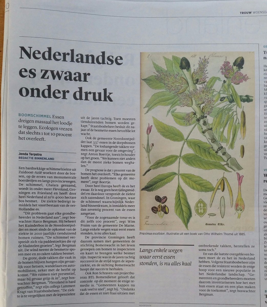 SteenbreekNL's tweet photo. Prognose is dat 1% vd #essen de ziekte overleeft. Elke gemeente heeft deze problemen. Via @trouw @btlbomendienst https://t.co/KwC3UefdjH