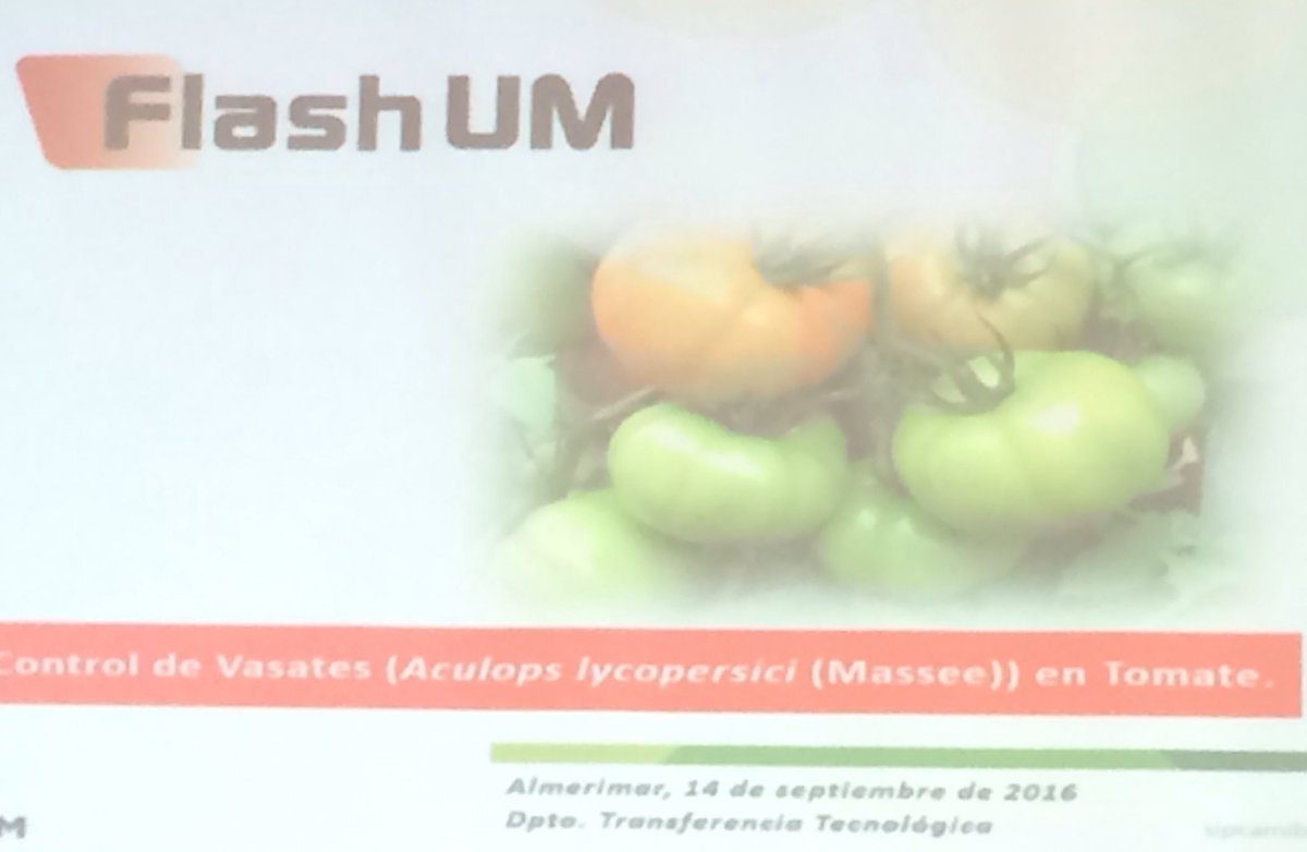 RA_ComunicAgroA's tweet photo. #Flash UM: nuevo formulado para control de #Vasates (aculops lycopersici) en #tomate. Marta Ruiz G. @Sipcam_es https://t.co/zpLwGkRXeB