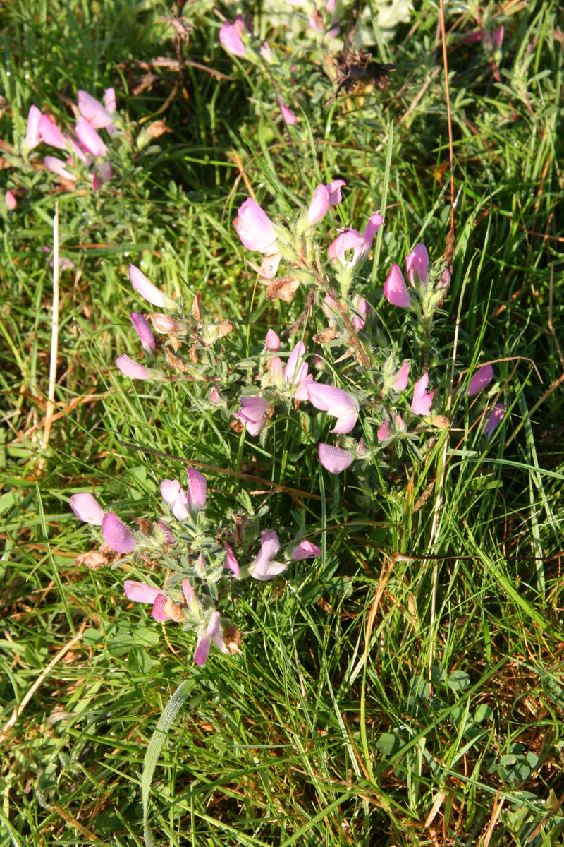 Brentingbyfarm's tweet image. #VC55 red list spiny restharrow growing in our main cow field on our #dairy #farm #wildflowers #StateofNature #HLS