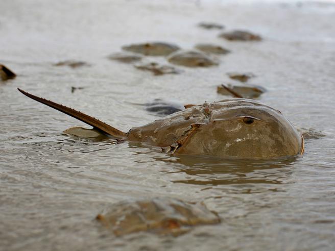 Specie Aliene del mare, il Granchio Blu minaccia l'Adriatico