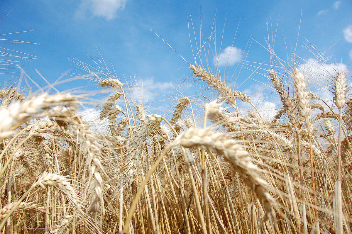 77% of shoppers agree it's important to support British farmers.  RT the wheat to show you #BackBritishFarming