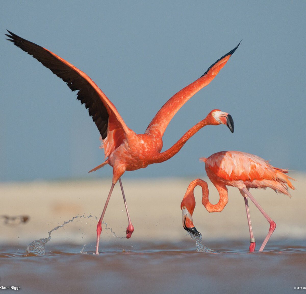 Buen día Flamingos, Feliz Miércoles!
#BuenDia #FelizMiercoles #summer #septiembre #poolpartyandcocktails
