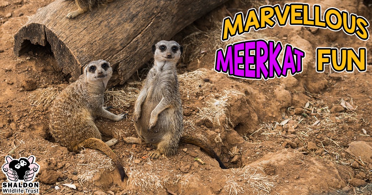 Join us for marvellous meerkat Fun! Meet and feed our meerkats for just £25! Visit bit.ly/ShaldonZooExpe… #Devon