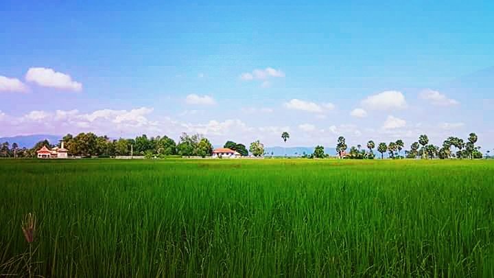 ongtola's tweet photo. The countryside in Cambodia [^_^]
#travelphotography #cambodia #ricefiled #photographer #countryside #landscape https://t.co/AgWlSrj11r