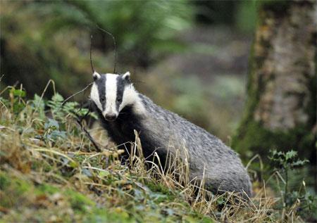 SaveMeTrust's tweet photo. There are 11 species of badger grouped into 3 types Melinae Eurasian Mellivorinae Honey Taxideinae American badger https://t.co/WOrlIKEWxr