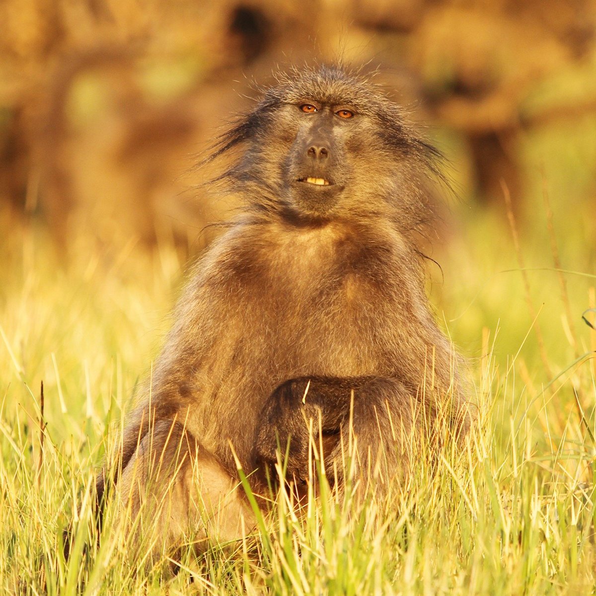 andbeyondtravel's tweet photo. When the paparazzi catches you unaware. 25 funniest #wildlife photos https://t.co/Rgy5XDyxQx 
© Daryl Dell https://t.co/mhdVl4ZZWv