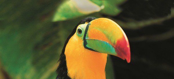 Sunvil_LA's tweet photo. New on the blog: Birdwatching holidays in #Guatemala https://t.co/BTq5iVoewV https://t.co/tqJmL93h4x