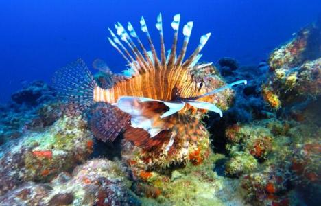 <a href="/TCIGuide/">Turks and Caicos</a> holding its 1st LionFish festival #environment #TCI #reefprotection 
caribbeannewsnow.com/headline-Turks…