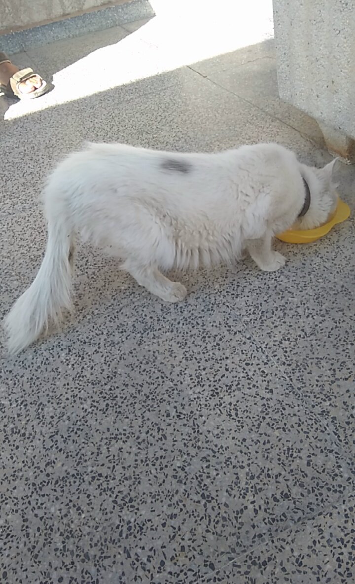 Miguel5o_O's tweet photo. Gato perdido; con collar, ojos azules, blanco con una mancha negra.
Alhama de Murcia.
Se busca a su dueño. https://t.co/bV2A8fhxxi
