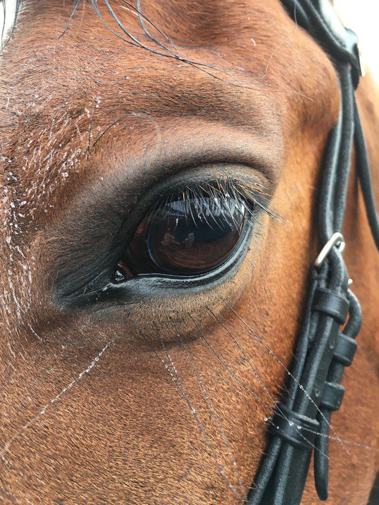 VixHutchins's tweet photo. Early morning mist even got to Mr Spy's lashes #prettyboy #kindeye https://t.co/kf1Lo5mGYR