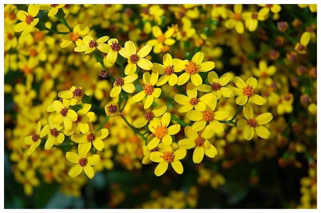 EthioDiasporaService 🇪🇹🇬🇧 tweet media