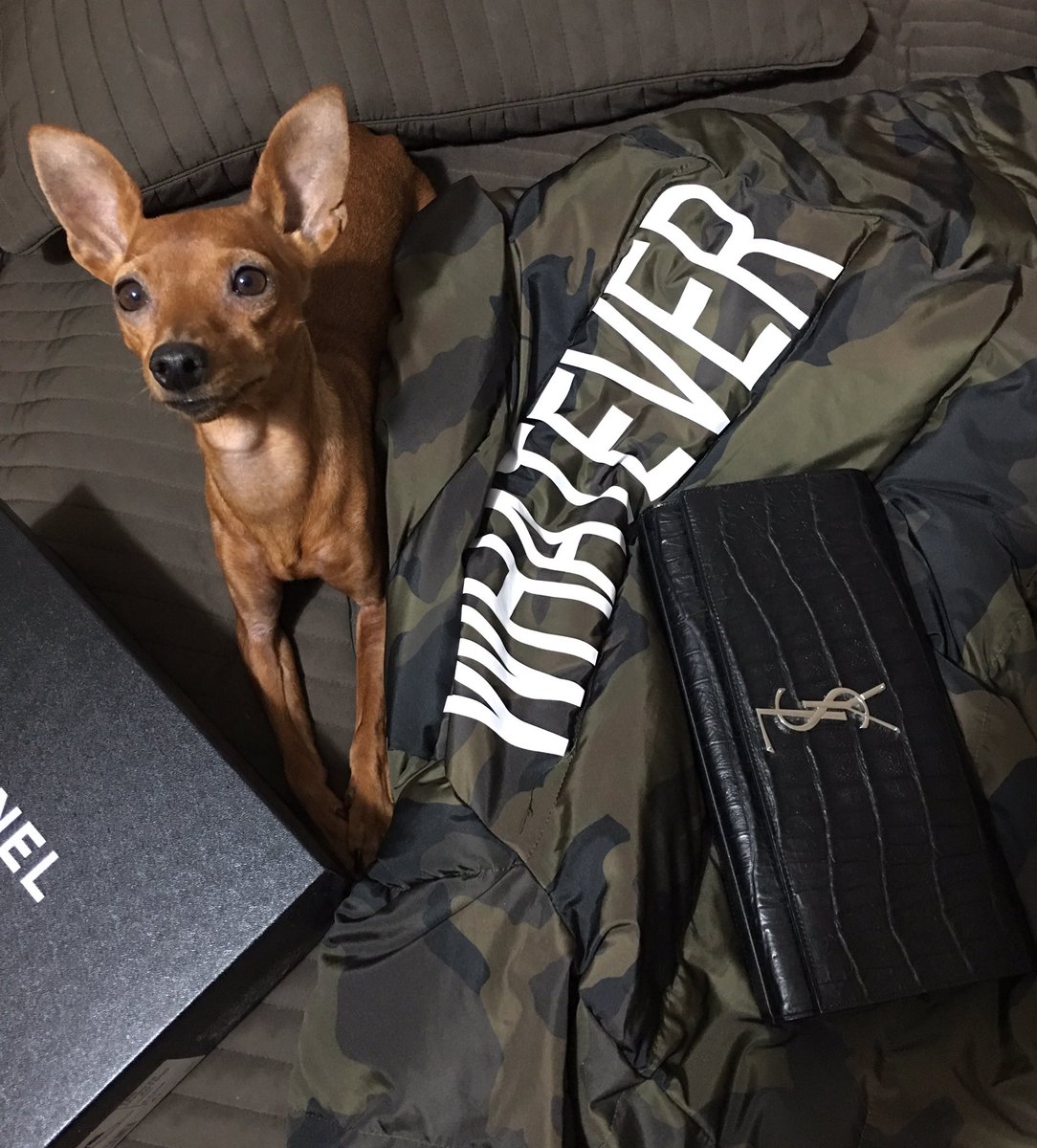 Lux_pets_'s tweet photo. Getting ready for #NYFW appearance !! 😳 #whatever #WednesdayWisdom #ysl #CHANEL #NYFW16 #pepper #lux_pets https://t.co/uF8b2r5W5u