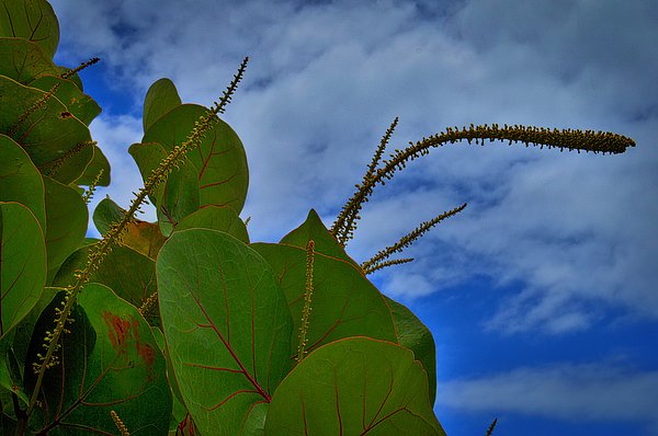wellnessestelle's tweet photo. New artwork for sale! - "Leaves and blue sky in Maldives" - https://t.co/xNsW33Ek6K @fineartamerica https://t.co/Gre40mPtmk