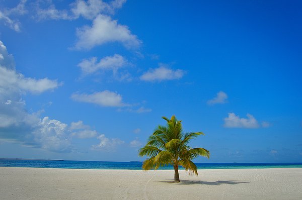 wellnessestelle's tweet photo. New artwork for sale! - "Palmtree on a beach in Maldives" - https://t.co/sLVmoK9y8Z @fineartamerica https://t.co/RSOVsewFmN