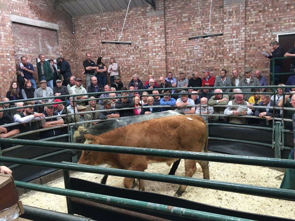 leekauctions's tweet photo. Record sale of 758 Store Cattle last Saturday! Next sale Saturday 24th September. https://t.co/fNvhj1OOdj