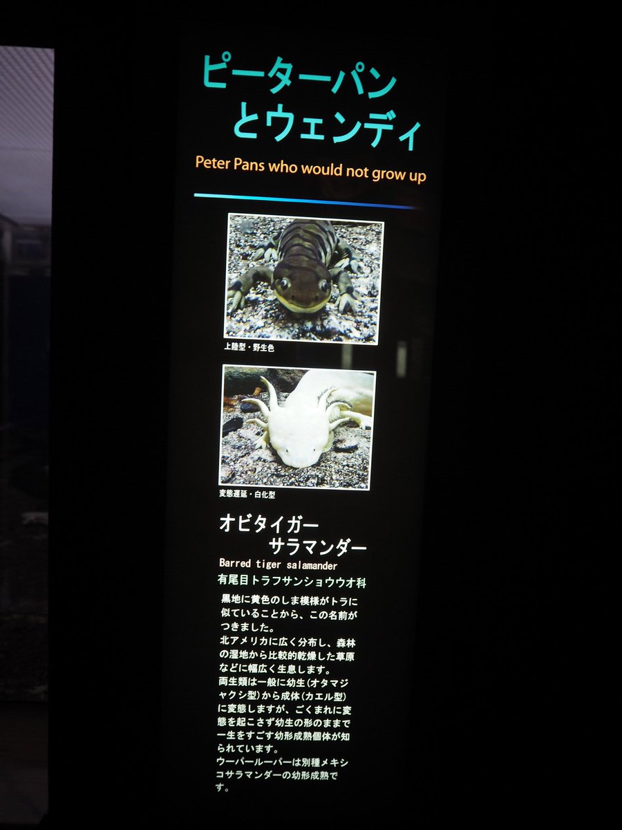 ツク之助 フトアゴ絵本発売中 九州の水族館はキャプションに命をかけてるのか うみたまごもキャプションが詳しく書かれてあり 面白い 水槽のテーマ付けやタイトルもロマンチックだったり面白かったり クラゲ水槽は生態まで図付きで詳しく載っています ツク之助 フトアゴ絵本発売中 九州の水族館はキャプションに命をかけてるのか うみたまごもキャプションが詳しく書かれてあり 面白い 水槽のテーマ付けやタイトルもロマンチックだったり面白かったり クラゲ水槽は生態まで図付きで詳しく載っています