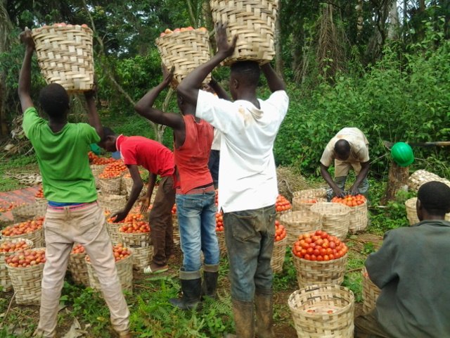 PROPACinfos's tweet photo. Faire de l'agriculture une activité attractive en Afrique #FARMAF #warrantage @PAFOAfrica @NRInstitute https://t.co/9tnOGgK8W5