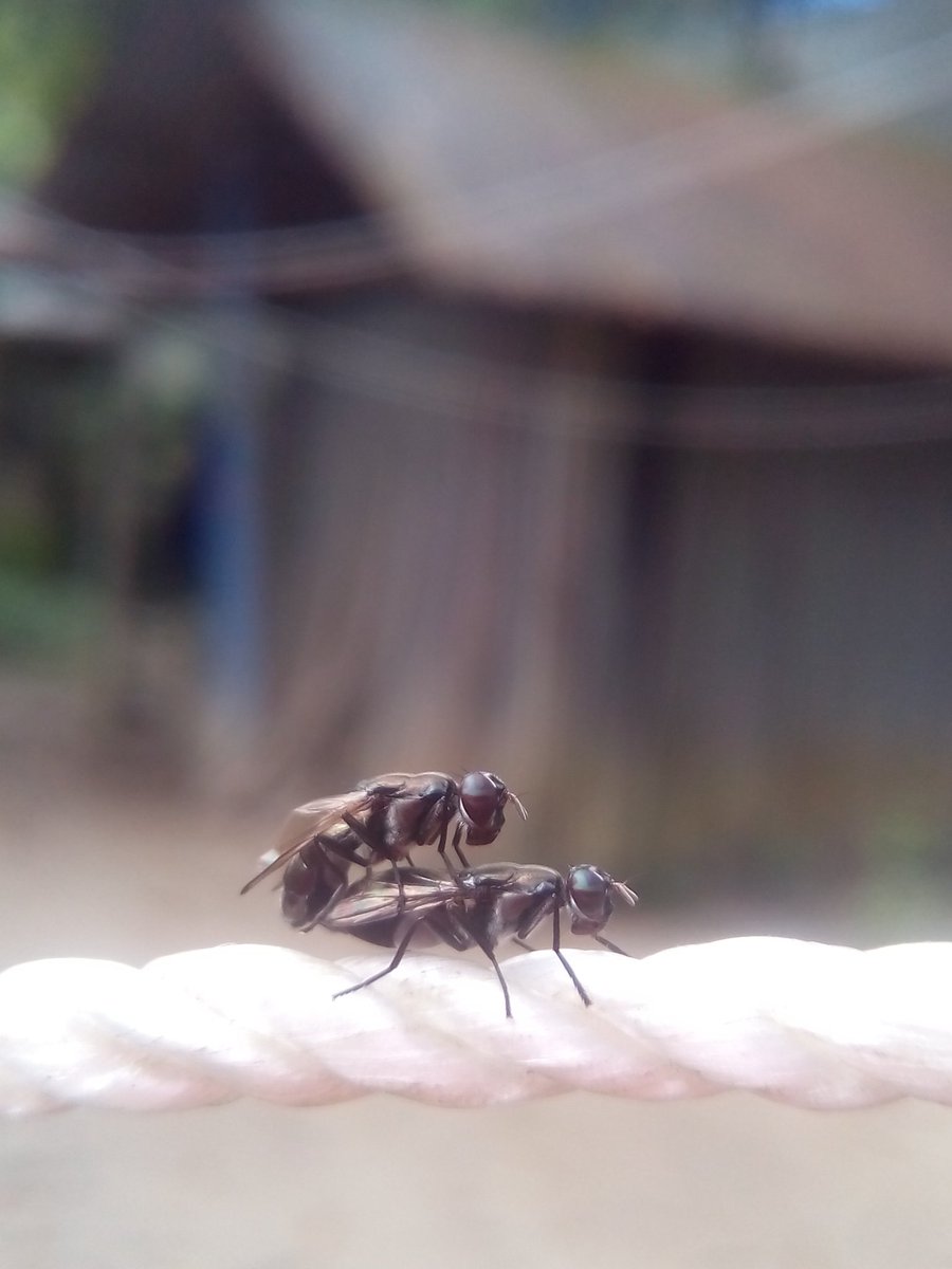 Phuad_alone's tweet image. .#Suddenclick
.#morningenjoyment