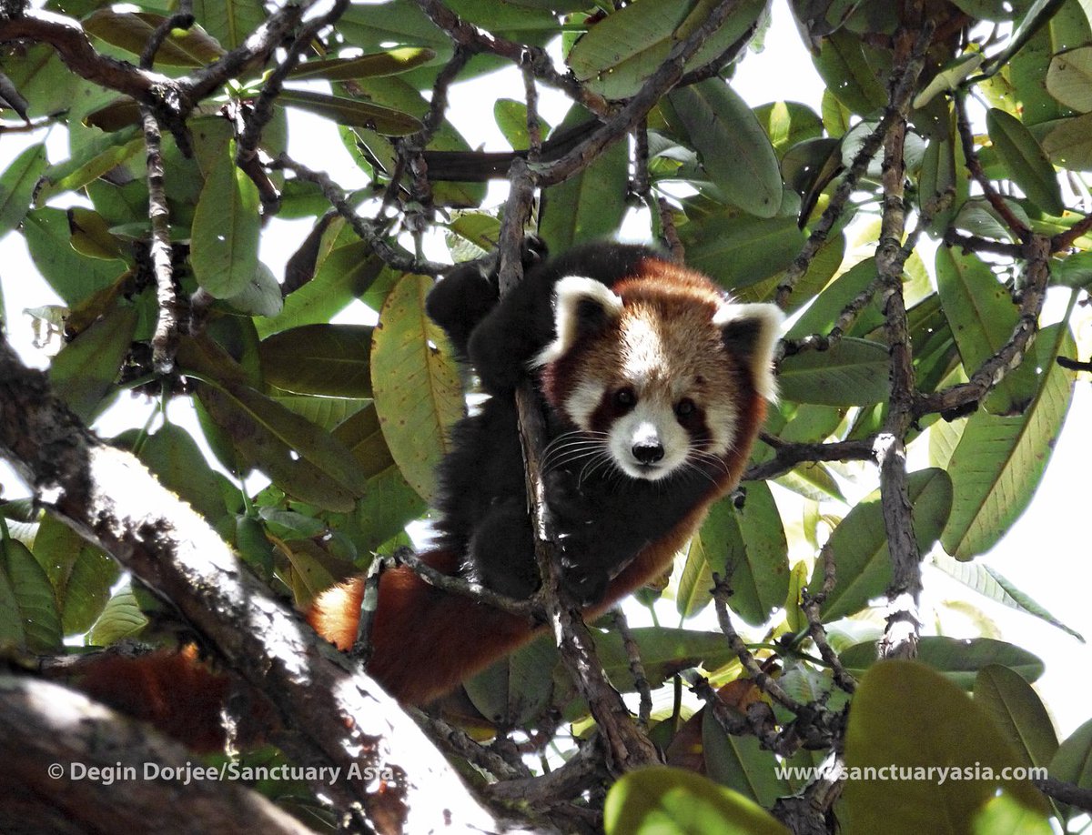 SanctuaryAsia's tweet photo. Community Conserved Areas in the #Pangchen Valley harbour #redpandas and more! https://t.co/05fCRRbaCB https://t.co/enqoPIOyXb