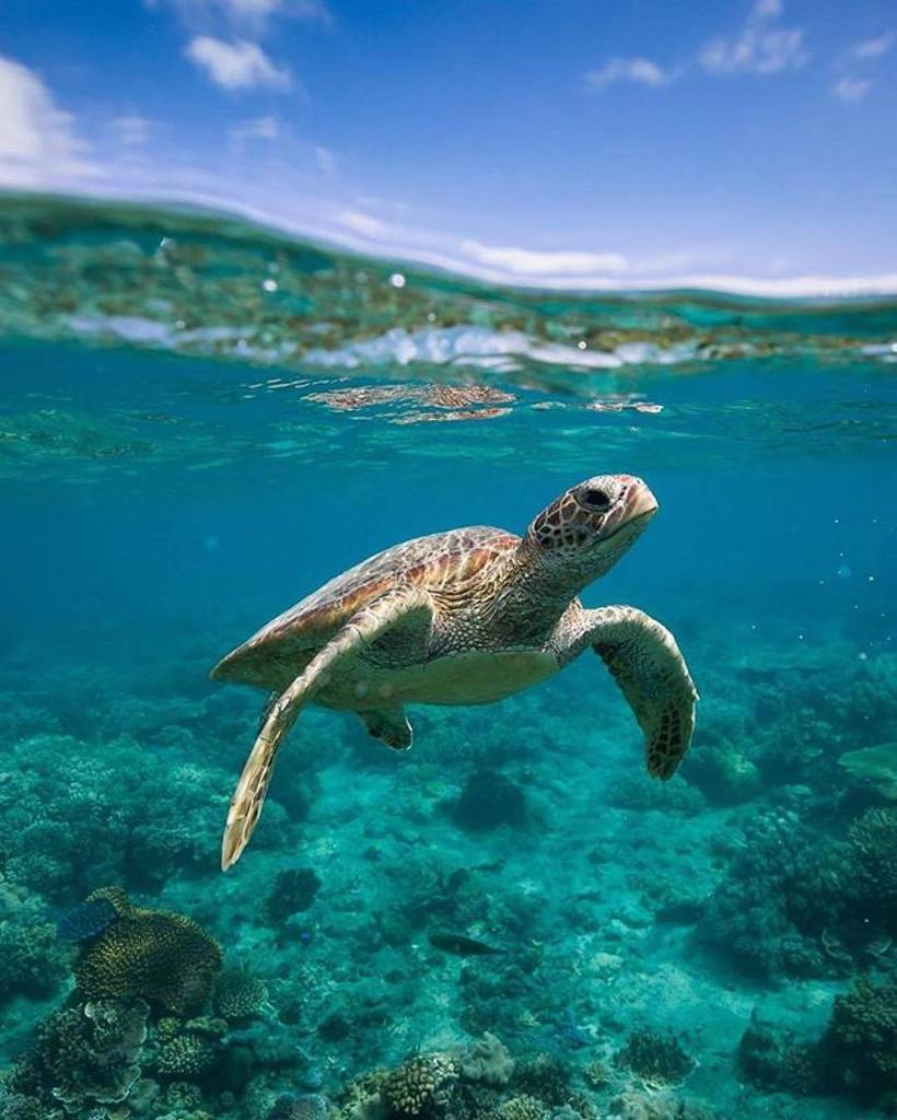 CairnsGBR's tweet photo. The joys of sleeping on the reef with @sunloverreefcruises, it's just you &amp; the 🐢 💙 Shot by @caitensphoto #exploreT… https://t.co/RhBkcPb4mH